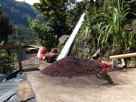 Brazil + Guatemala 01 (Espresso)