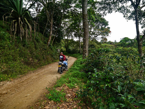Decaf Colombia 05