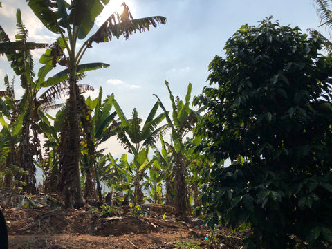 Brazil + Rwanda 02 (Espresso)