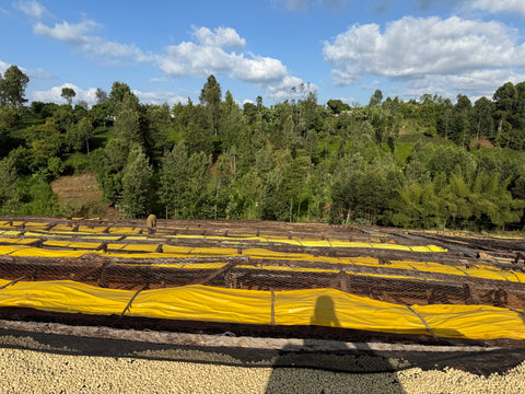 07 Kenya (Filter)