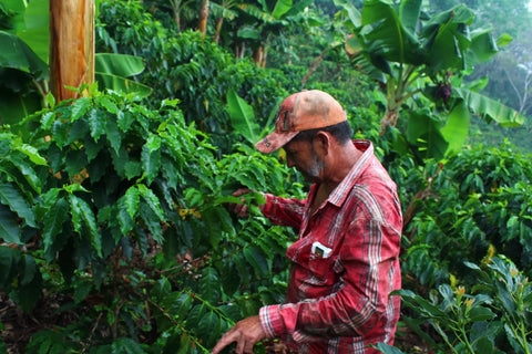 10 Honduras (Filter)